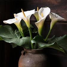 Image result for Zantedeschia aethiopica