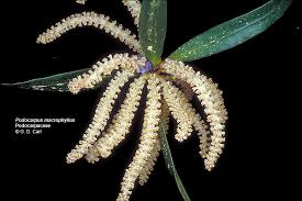 Image result for Podocarpaceae