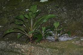 Image result for Peperomia fernandopoiana