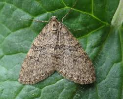 Image result for Trichopteryx