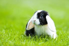 Check spelling or type a new query. Rabbit Insurance Do I Need To Insure My Rabbit Pets4homes