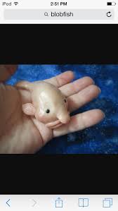 Image result for blobfish