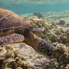 Sea Turtle Sea Turtle Turtle Love Turtle