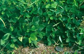Image result for Teramnus repens