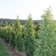 These trees prefer well draining soil but can take more moisture than some other varieties. Ginkgo Biloba Tree For Sale Conifer Kingdom