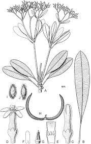 Image result for Cylindropsis parvifolia
