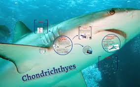 Heart is two chambered (one auricle and one ventricle). What Are Chondrichthyes By Jacklyn Payne