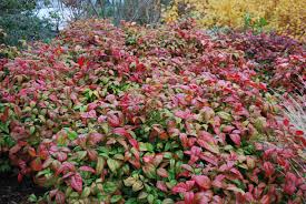 Its relatively fine texture sets it apart from other landscape plants with less refined foliage. Nandina Fire Power Shrubs For Sale Uk Letsgoplanting Co Uk