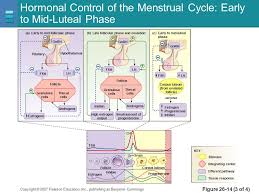 Reproduction And Development Ppt Video Online Download