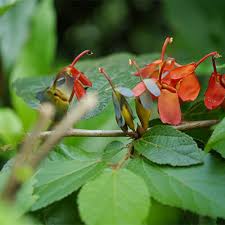 Image result for Helicteres isora