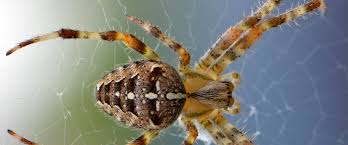 Call us now to help ensure the safety of your children and pets. Pest Control For Bugs And Spiders Be Sure To Use Natural Methods Pest Control