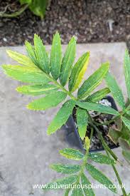 Image result for Encephalartos villosus