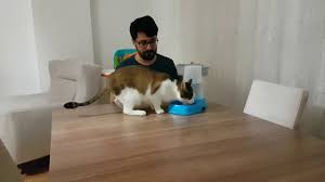 kedi icin hazneli su ve mama kabi inceleme kaptan kedi youtube