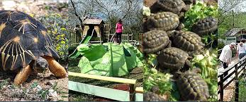It couldn't be easier to arrange your visit to le village des tortues and many more gonfaron attractions: Village Des Tortues Carnoules Frequence Sud Fr