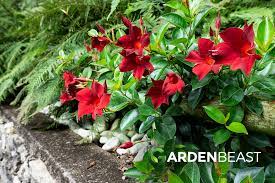 Dipladenia is an evergreen, flowering plant and a member of the apocynaceae family (dogbane). Mandevilla Guide How To Grow Care For Mandevilla Plants