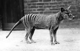 10 Extinct Animals Of The Last 100 Years Tasmanian Tiger Extinct Animals Thylacine