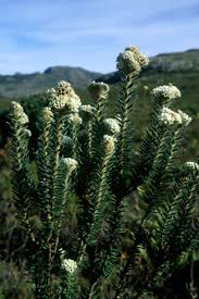 Image result for Phylica