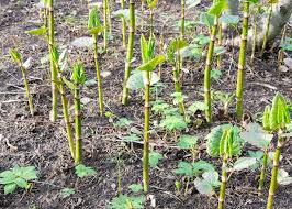 Bbc north news on japanese knotweed. Japanese Knotweed Removal Identification And Treatment