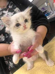 Dr moller is very communucative and trustworthy. West Side Pet Clinic Home Facebook