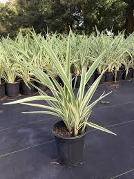 Image result for Dianella