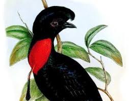 Birds That Start With Letter A The Most Distinctive Feature Of The Umbrellabird Is The Large Crest On The Top Of Its Head During Mating The Males Fan Their Crest Animal Facts Animals Bird