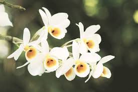 They are the harbinger of good times ahead after the dark gloomy days of winter when it is one of the earliest flowers to bloom in the spring as it works its way through winters. How The Assamese Are Saving Orchids Through Social Media And Cultivation Lifestyle News The Indian Express