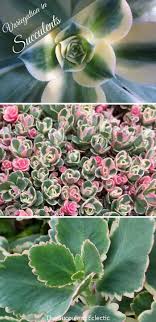 Check spelling or type a new query. Understanding Variegated Succulents The Succulent Eclectic