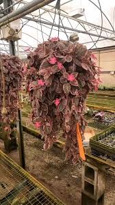 Image result for episcia