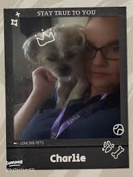 Meet Charlie Bear: My Adorable Ginger Bobtail Boy!