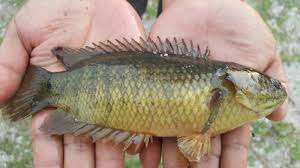 Ikan ini juga dikenal dengan beberapa nama lain seperti betok atau bethik (bahasa jawa), atau pepuyu (bahasa banjar). Kisah Ikan Puyu Yang Mistik