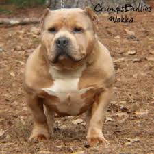 Maybe you would like to learn more about one of these? Xl Xxl Pitbull Puppies For Sale Fawn American Pitbull Xl