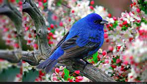 Desktop Background Birds Http Wallpapersko Com Desktop Background Birds Html Hd Wallpapers Downlo Beautiful Bird Wallpaper Birds Wallpaper Hd Birds Images