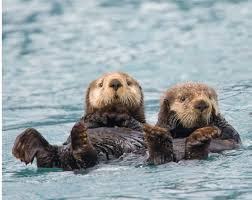 Otter moms devotedly carry their babies with them everywhere. Bald Eagles Otters And Others Oh My Child Therapy Marin
