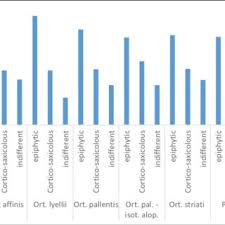 Image result for Leucosphaera bainesii