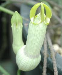 Image result for Halopegia