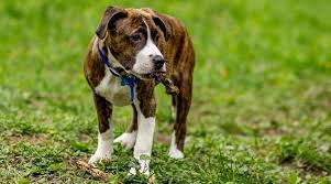 If you are unable to find your companion in our dogs for adoption sections, please consider looking thru the directory of rescue organizations, to see if they have any current dogs for adoption listings. Pitbull Boxer Mix Breed Information Personality Puppies More