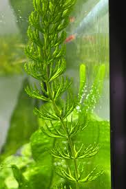 Image result for Ceratophyllum