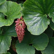 Image result for Gunnera perpensa