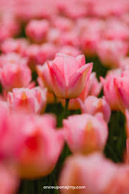 Maybe you would like to learn more about one of these? The Best Tulip Fields Netherlands Map Once Upon A Journey