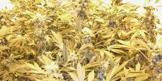 Cbd blüten und öl von feinster reinheit. Rn2vl0f5unar M
