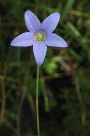 It is long flowering, through the warm months of the year. Wahlenbergia Stricta Yarra Ranges Local Plant Directory