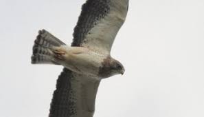 Frequently referred to as katrina steiner's personal lance, the initial crescent hawks were a small unit loyal to the lyran commonwealth, created by katrina steiner as an elite group for covert operations and therefore presumably part of the commonwealth military. Determining Age And Color Type Of Swainson S Hawks Part 2 Adults By Alex Lamoreaux Nemesis Bird