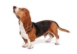 Look at pictures of basset hound puppies who need a home. Basset Hound Breed Facts And Information Petcoach