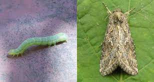 Once the looper pupates, it becomes a grayish brown moth. Cabbage Loopers All About Trichoplusia Ni And How To Eliminate Them Epic Gardening