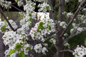 Tostada on flowering pear tree. Closeup Of Ornamental Pear Tree Blossoms In Spring Stock Photo Picture And Royalty Free Image Image 101522561