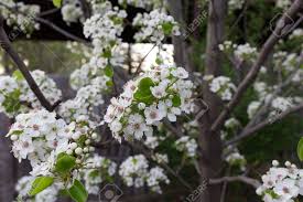 Van cherries freeze well, so you can easily preserve your excess, or dry any excess cherries to add to a trail mix or snack mix! Closeup Of Ornamental Pear Tree Blossoms In Spring Stock Photo Picture And Royalty Free Image Image 101522561