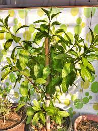 Head over to our ig nadi.nyawa and grab them quick! Gynura Procumbens Wikipedia