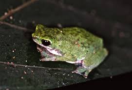 Image result for Triainolepis africana