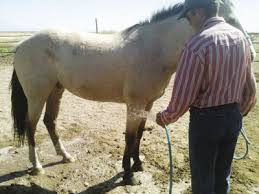 Nmsu Help Your Horse Handle Heat Stress