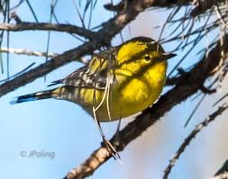 Birds Of Western North Carolina Photos Pine Warbler Beaver Lake Asheville Nc Fauna Animals Birds
